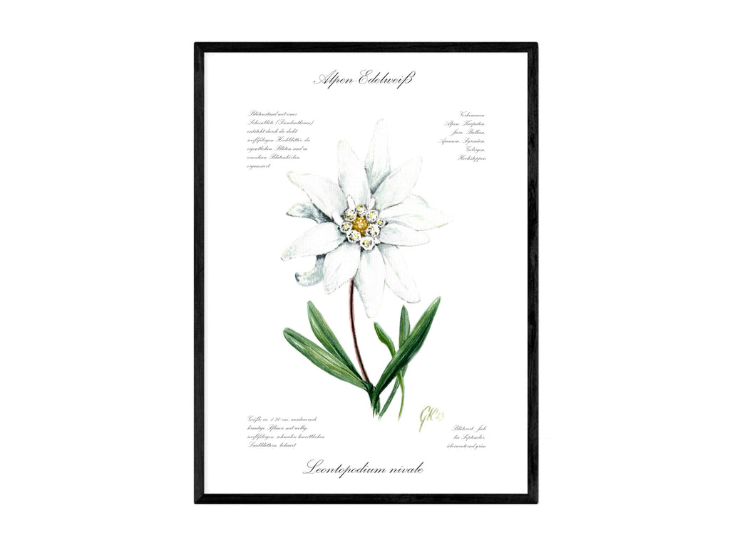 Edelweiß (strukturiert) - Fine Art Print | A3 | A4