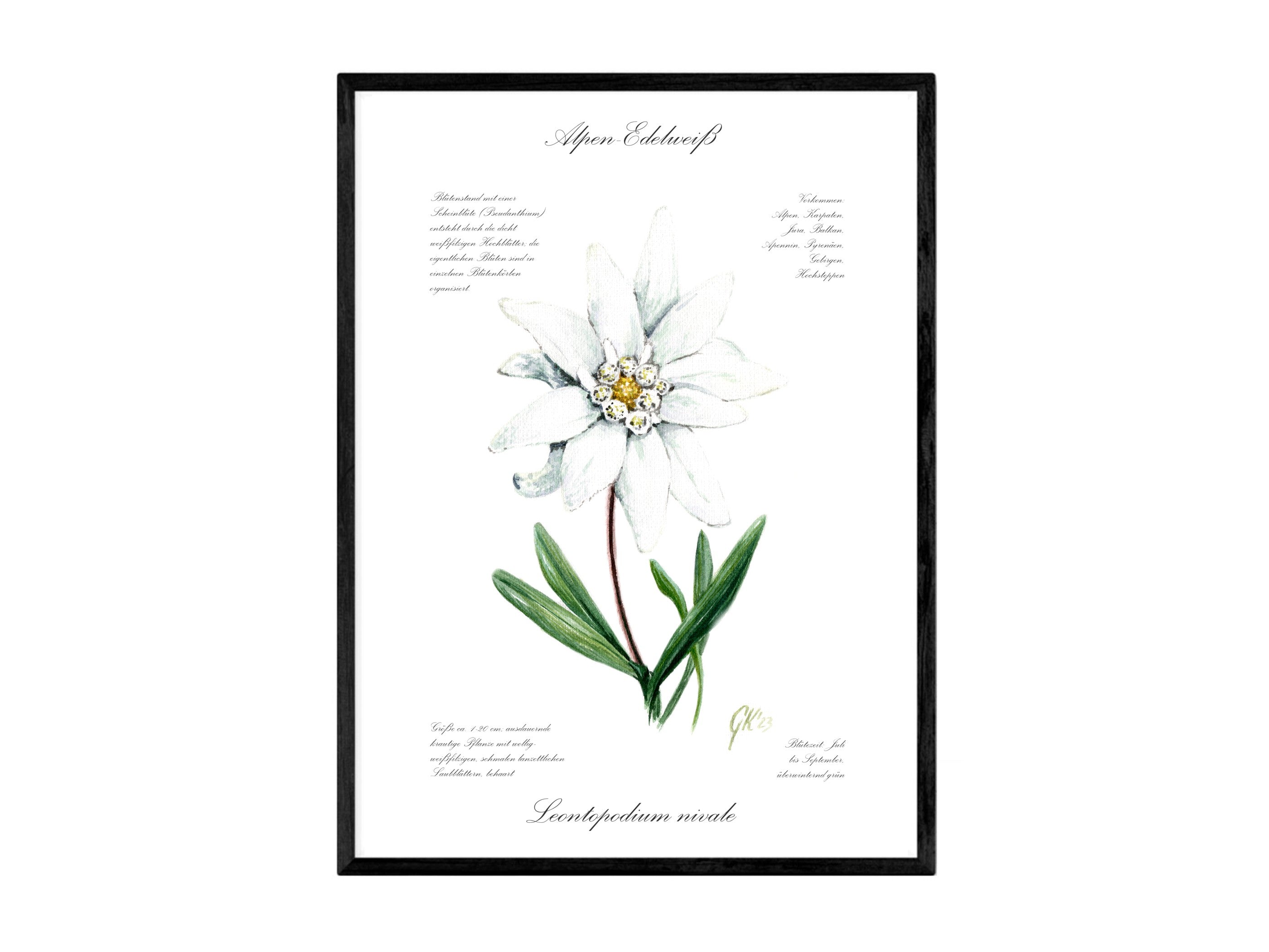 Edelweiß (strukturiert) - Fine Art Print | A3 | A4