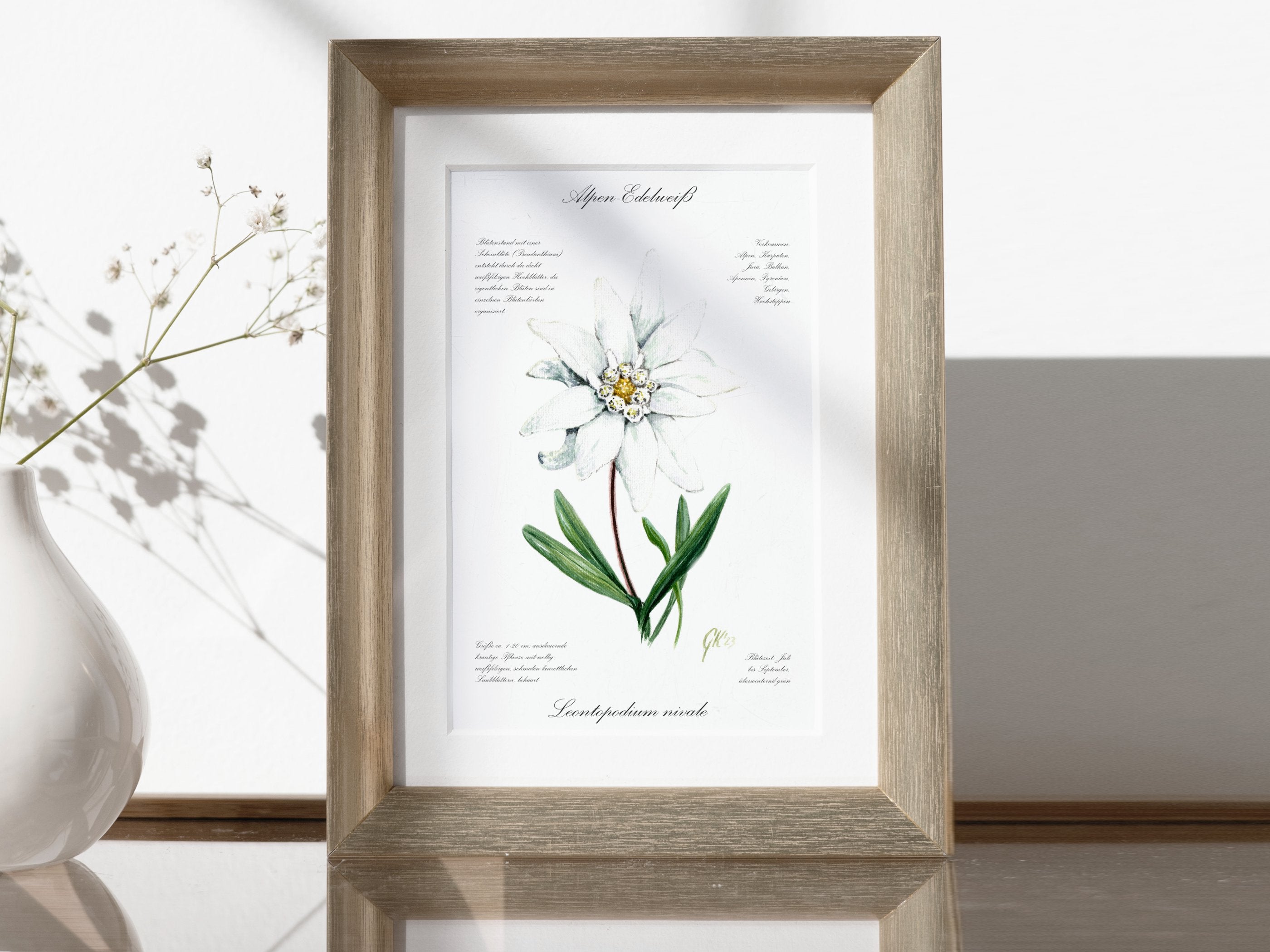 Edelweiß (strukturiert) - Fine Art Print | A3 | A4