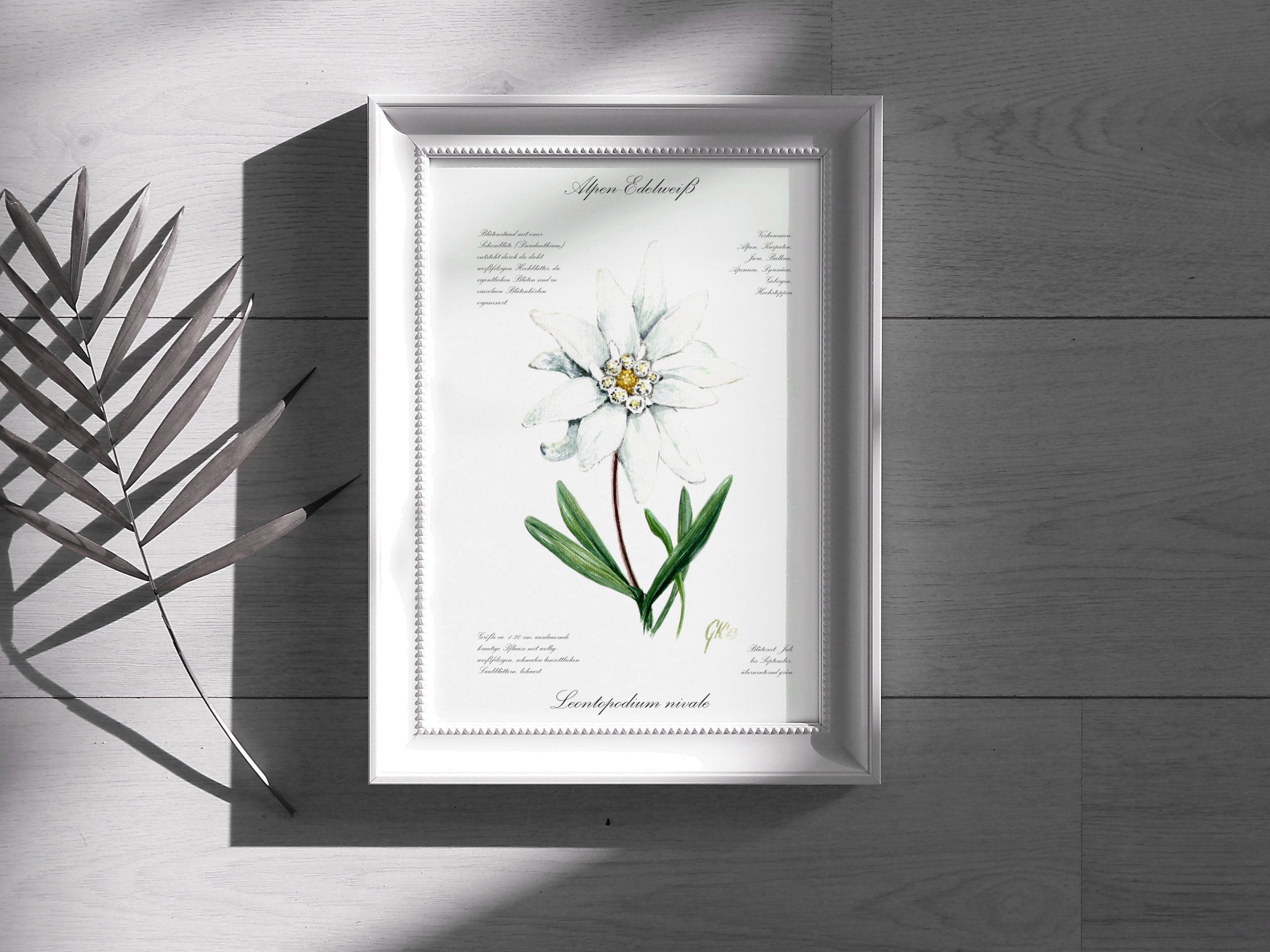 Edelweiß (strukturiert) - Fine Art Print | A3 | A4