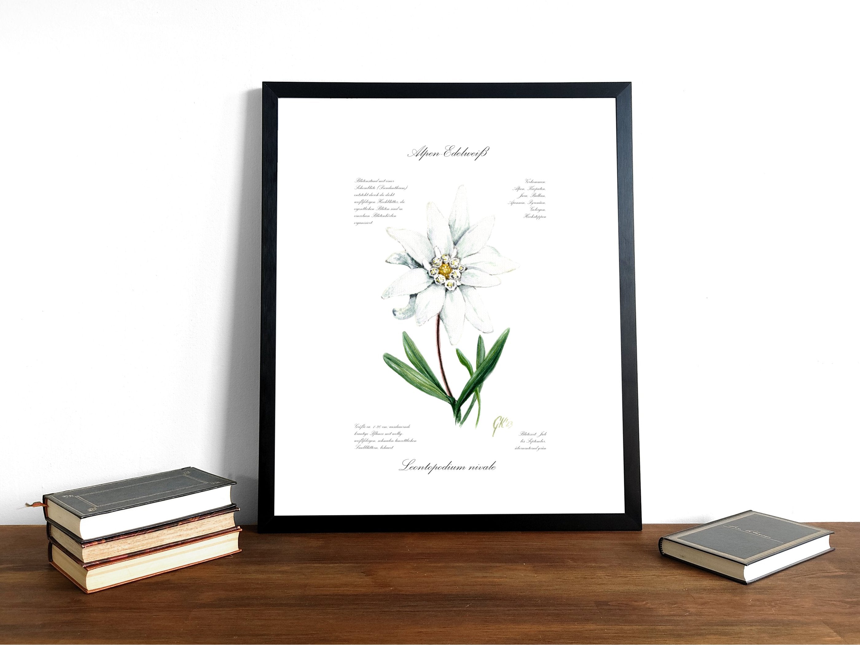 Edelweiß (strukturiert) - Fine Art Print | A3 | A4