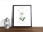 Edelweiß (strukturiert) - Fine Art Print | A3 | A4