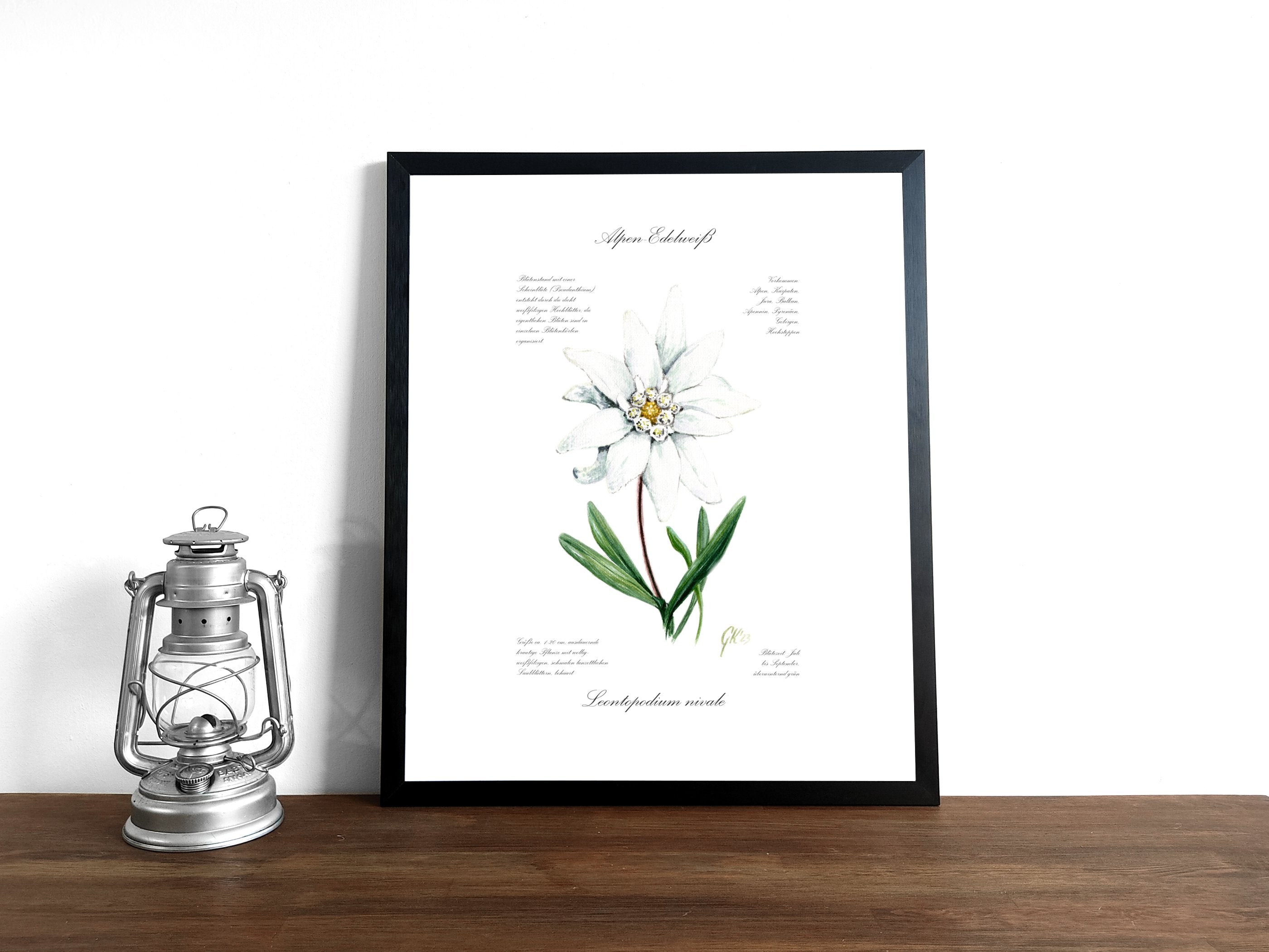 Edelweiß (strukturiert) - Fine Art Print | A3 | A4