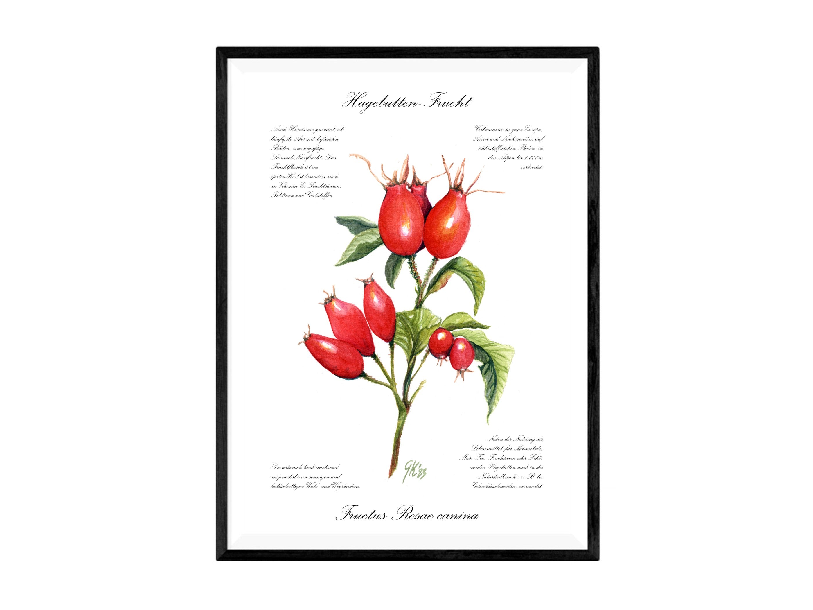 Hagebutte - Fine Art Print | A3 | A4