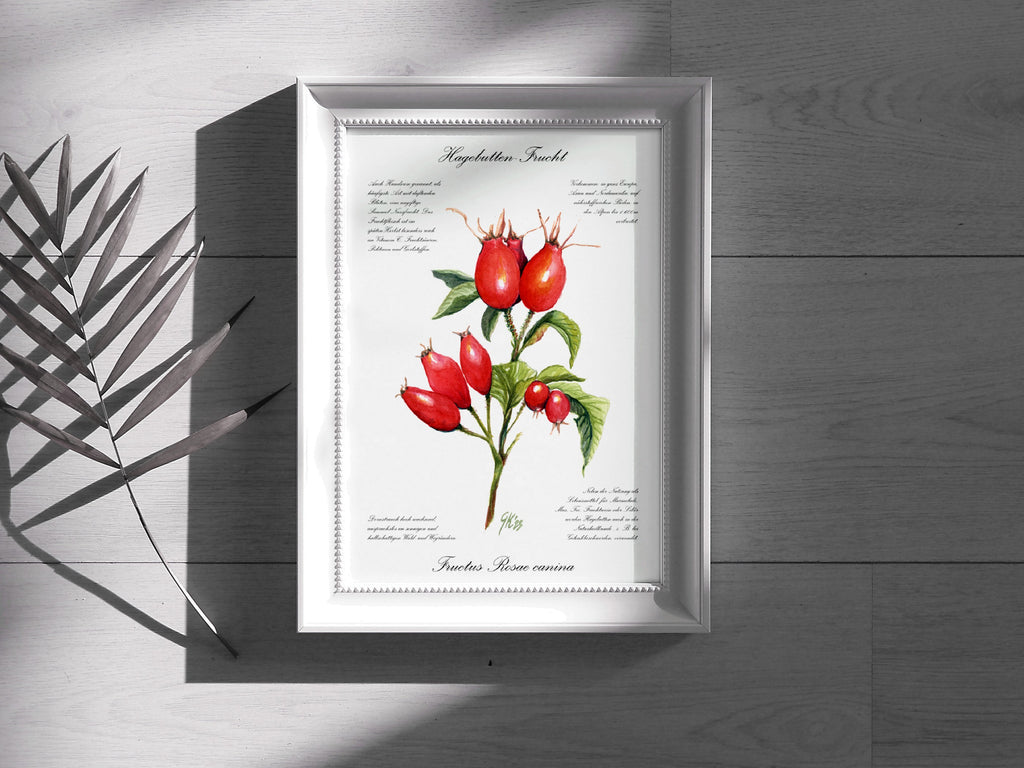 Hagebutte - Fine Art Print | A3 | A4