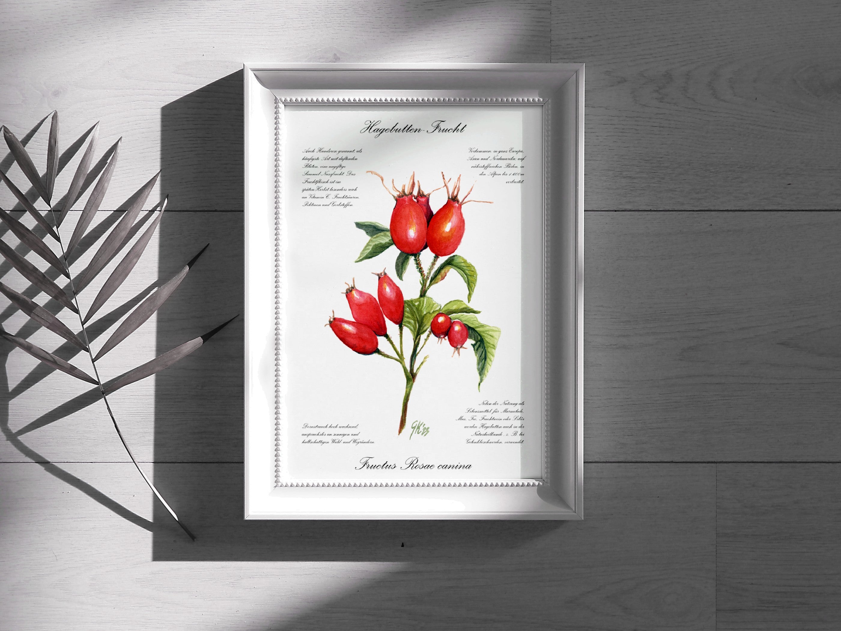 Hagebutte - Fine Art Print | A3 | A4