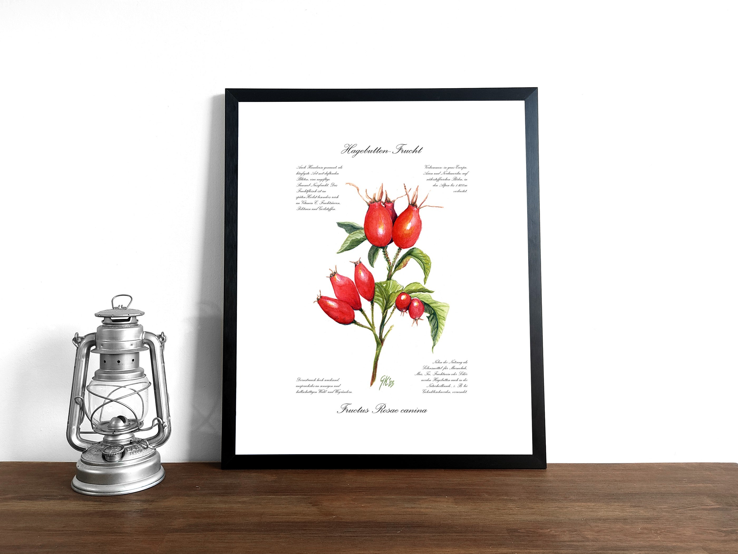 Hagebutte - Fine Art Print | A3 | A4