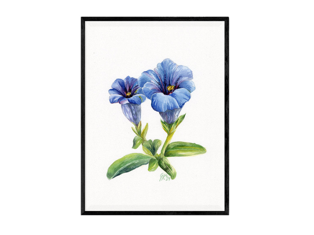 Alpen-Enzian | Aquarell