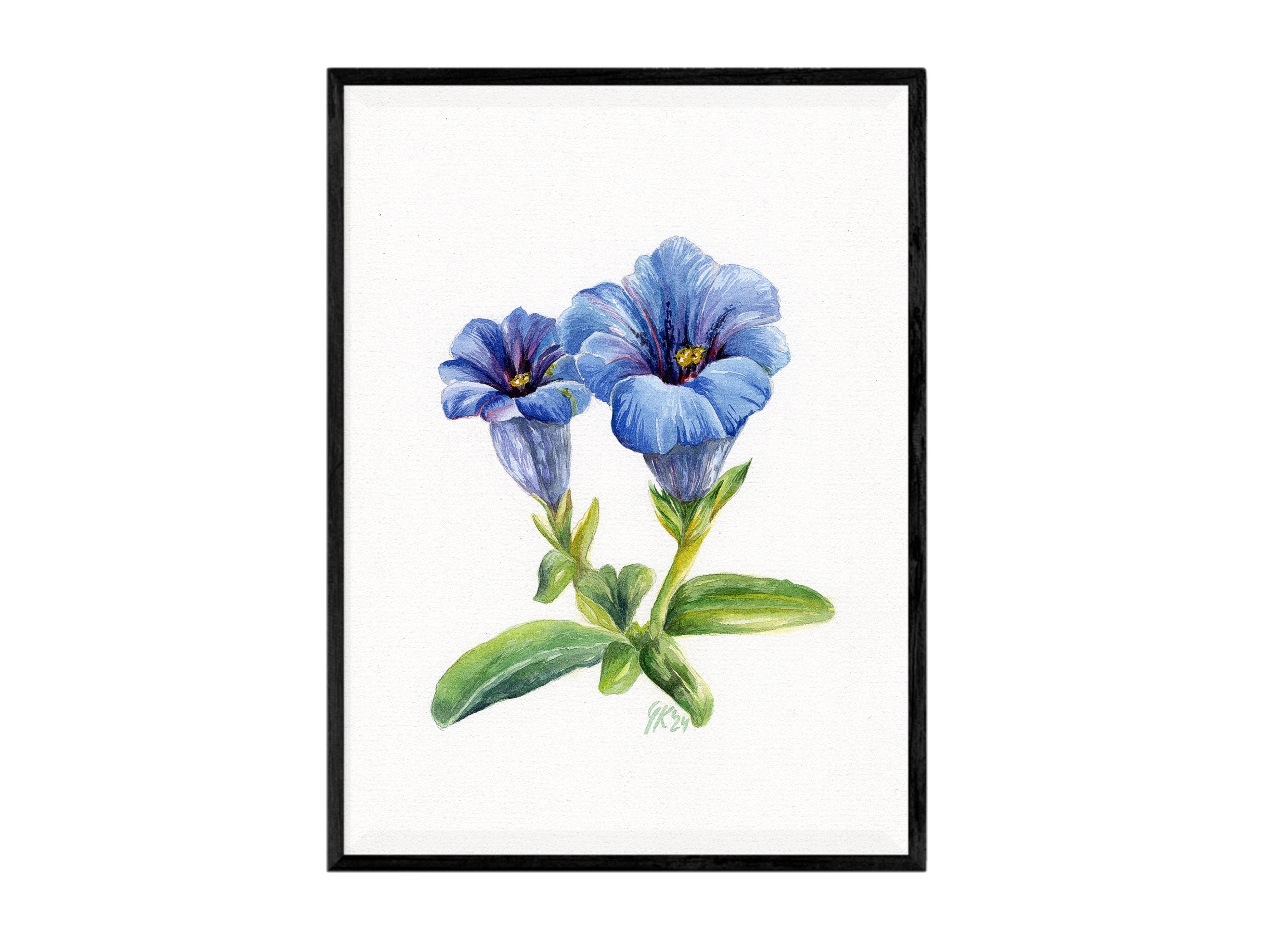 Alpen-Enzian | Aquarell