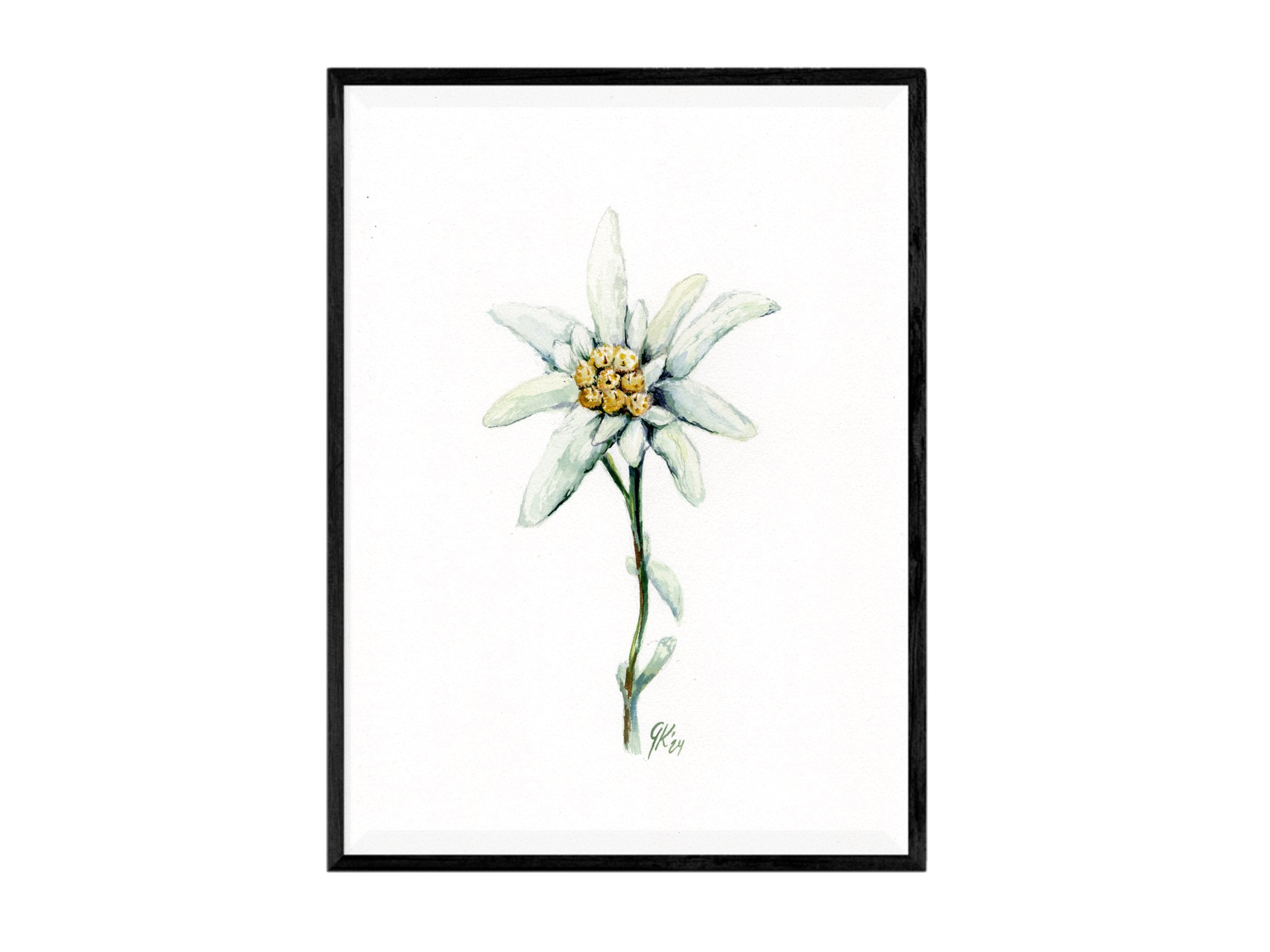 Edelweiß (fein) | Aquarell
