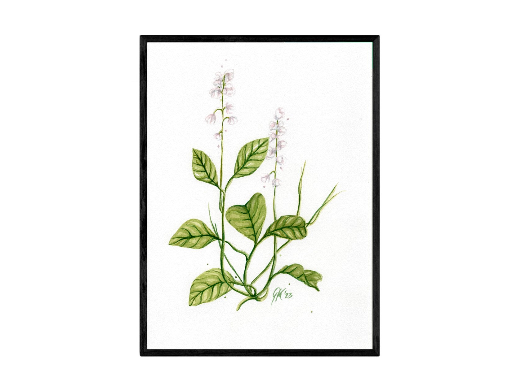 Kleines Wintergrün - Fine Art Print | A3 | A4