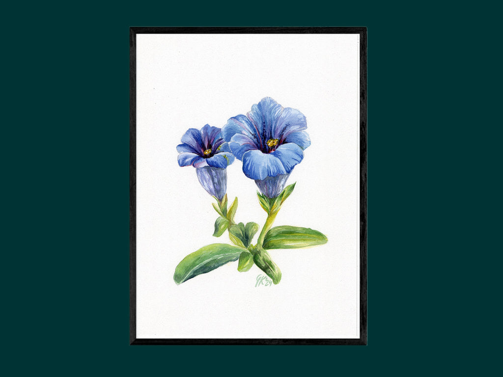 Alpen-Enzian - Fine Art Print | A3 | A4