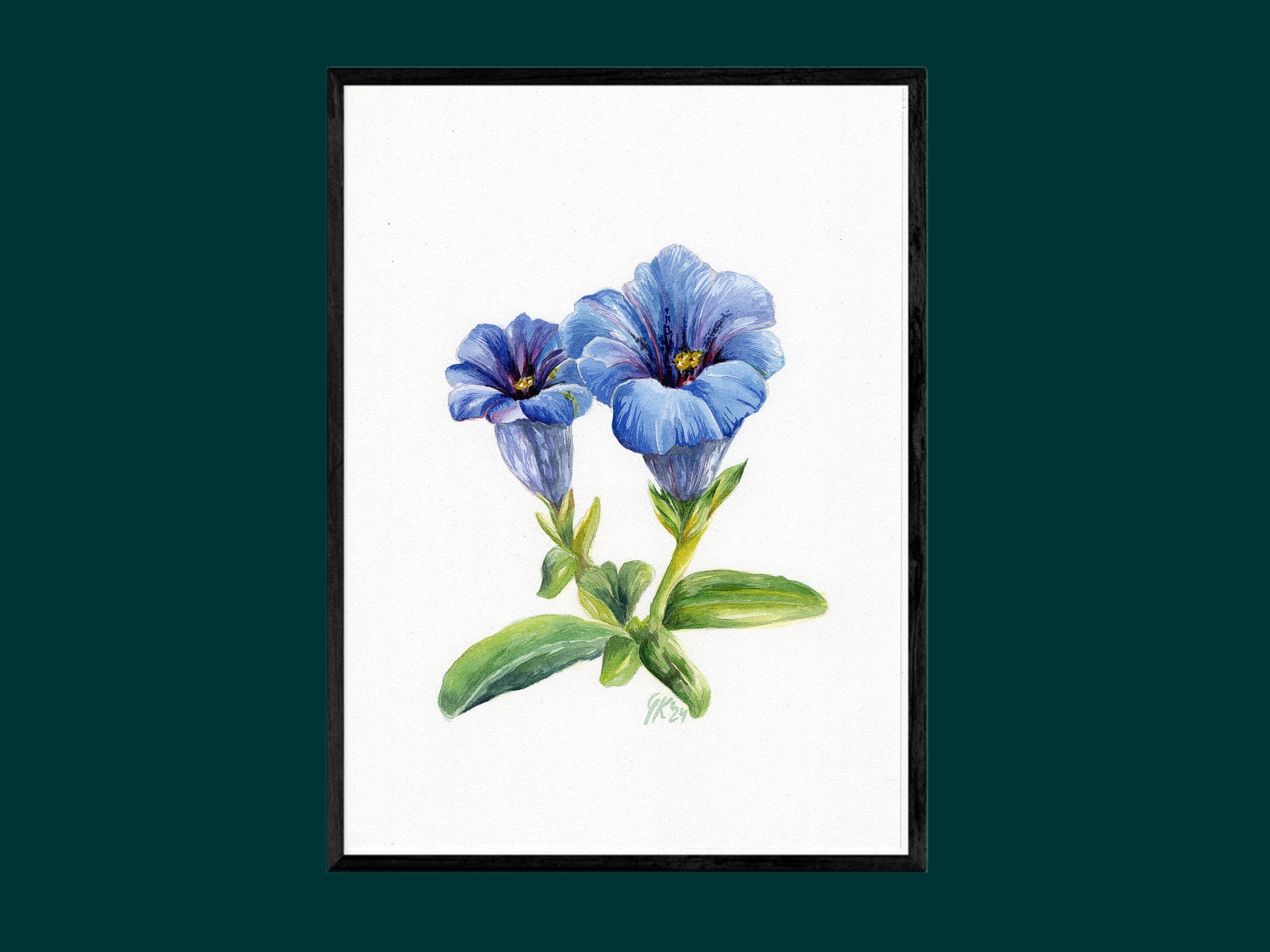 Alpen-Enzian - Fine Art Print | A3 | A4