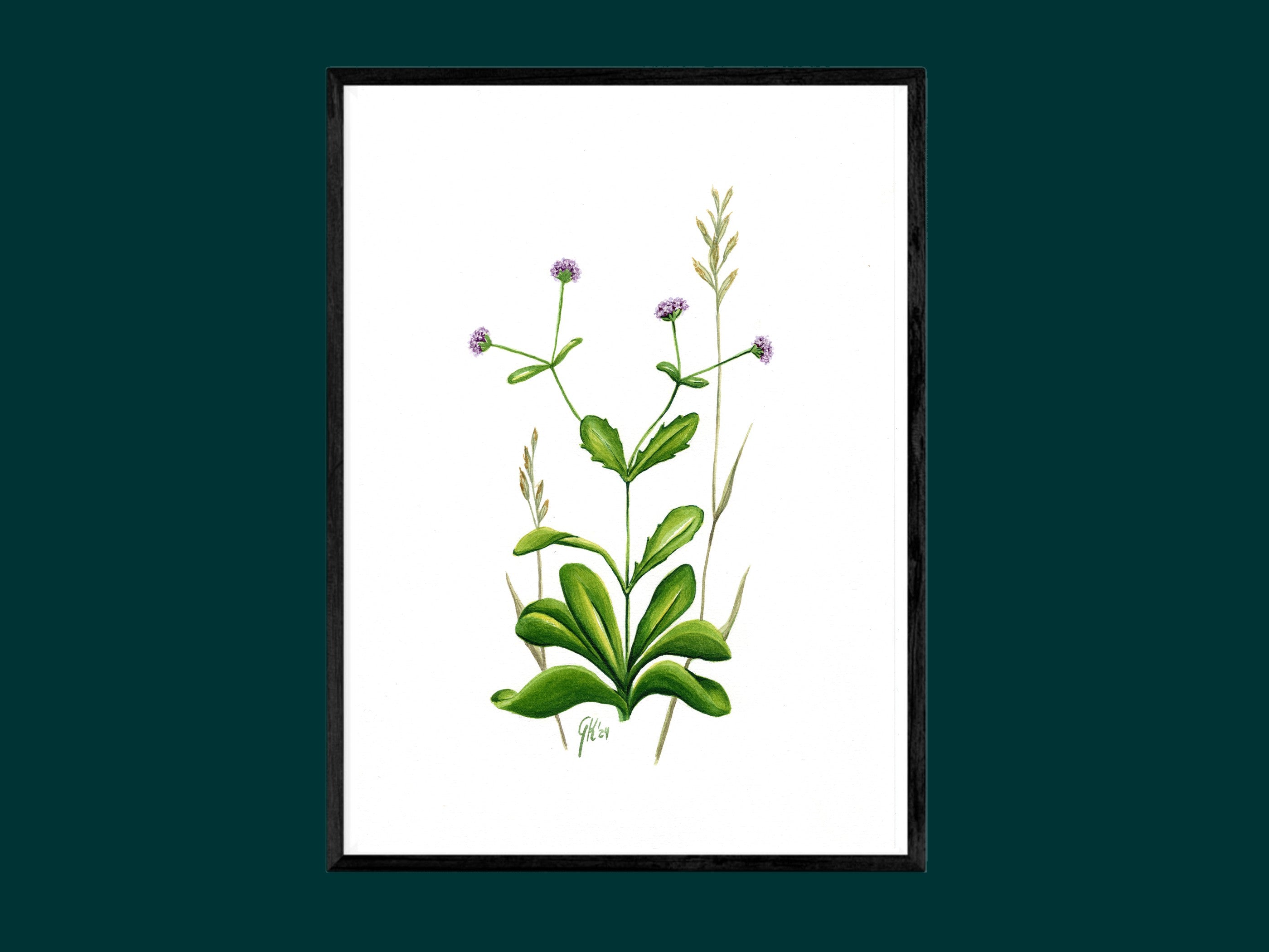 Echter Feldsalat | Aquarell