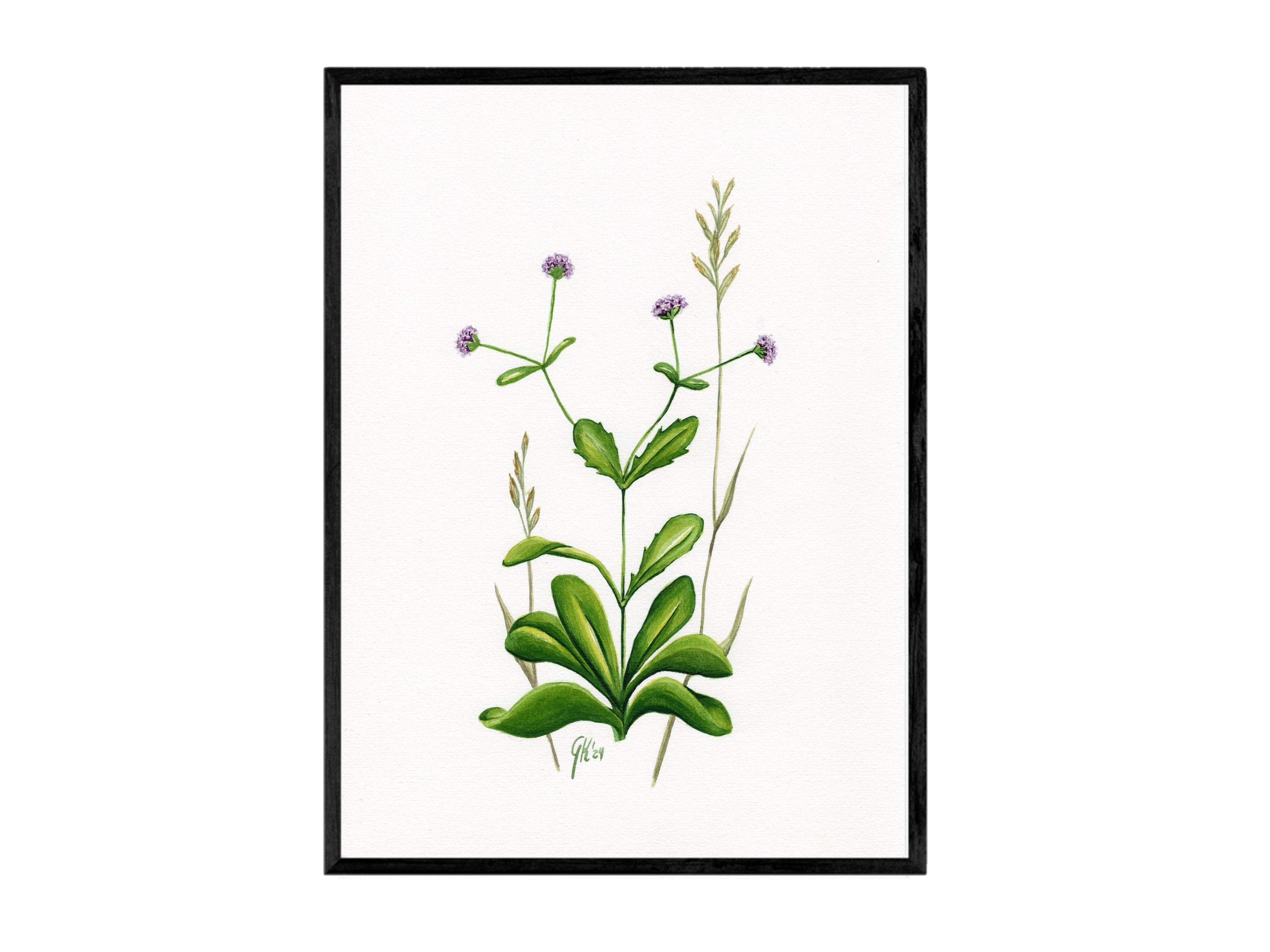 Echter Feldsalat | Aquarell