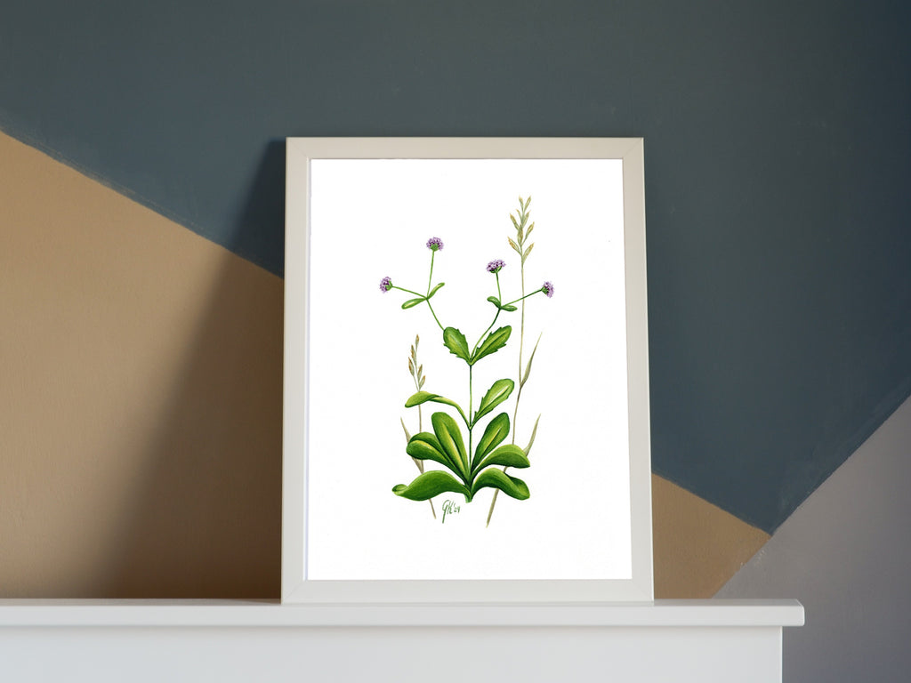 Echter Feldsalat | Aquarell