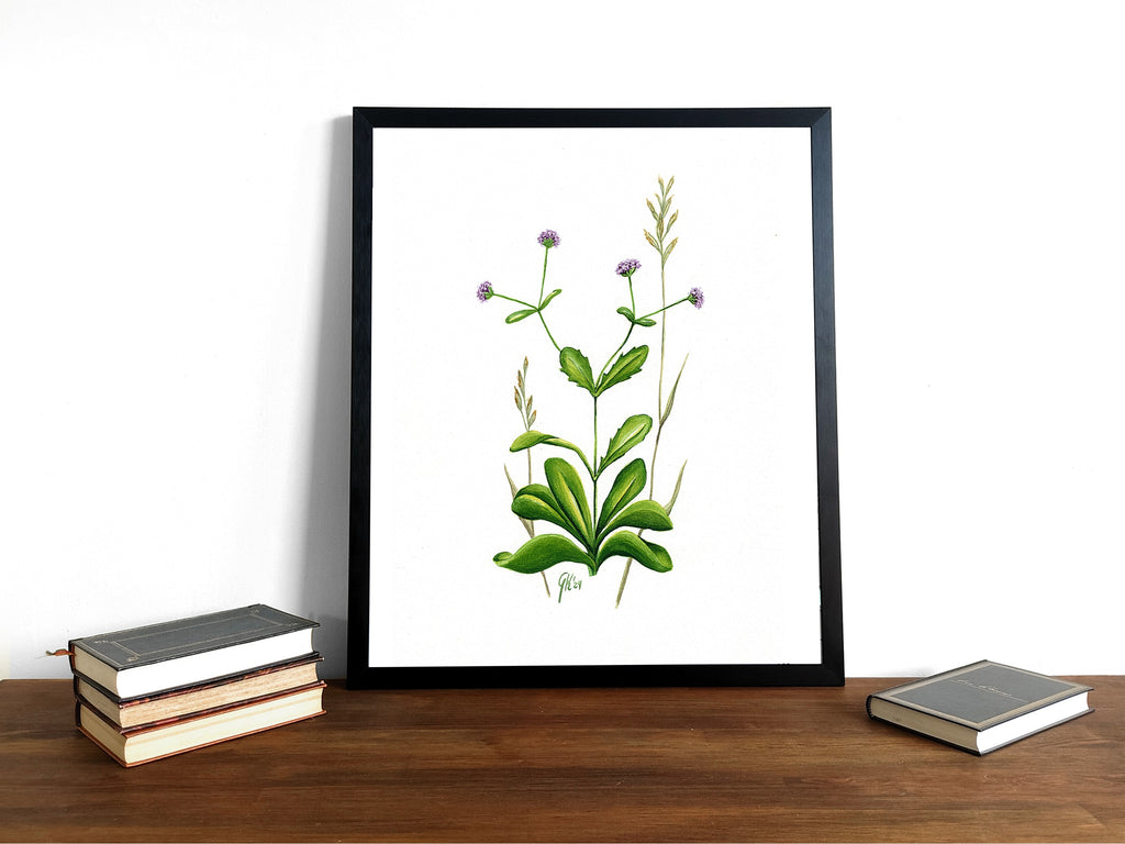 Echter Feldsalat | Aquarell