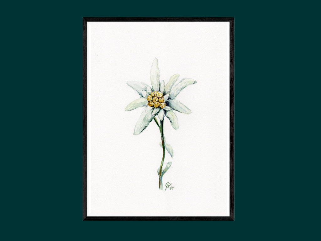 Edelweiß (fein) | Aquarell