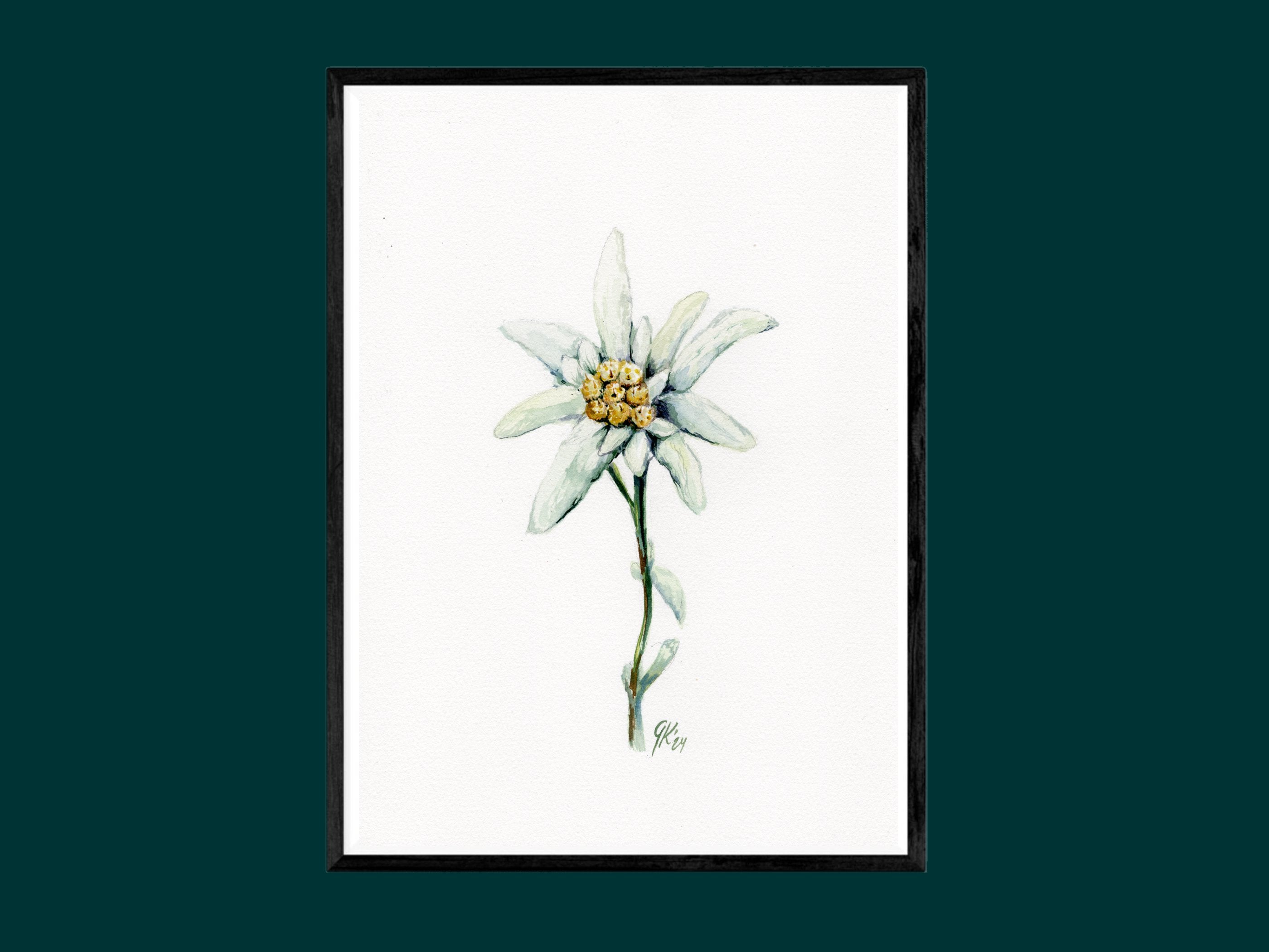 Edelweiß (fein) | Aquarell
