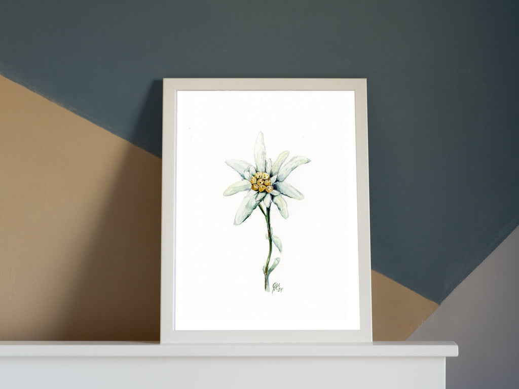 Edelweiß (fein) | Aquarell