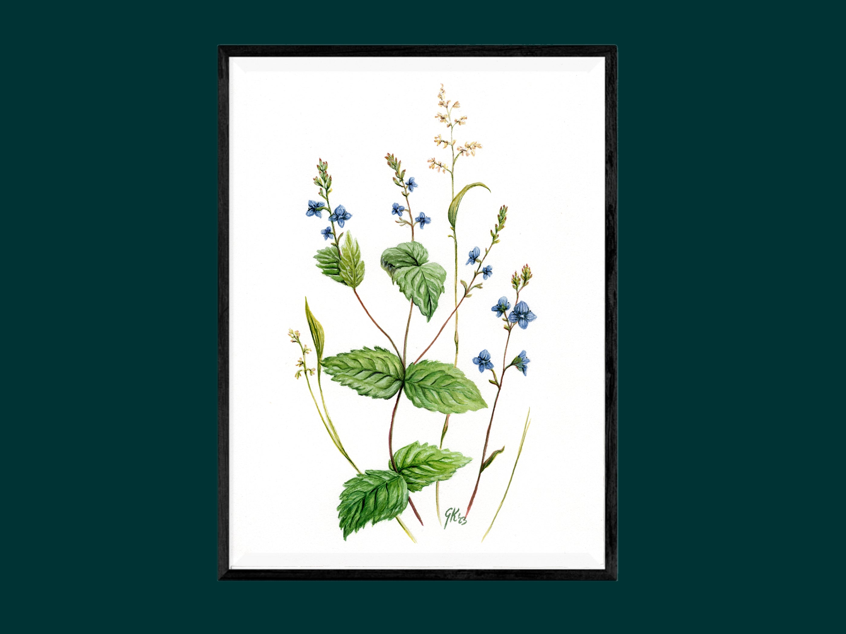Ehrenpreis | Aquarell