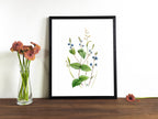 Ehrenpreis | Aquarell