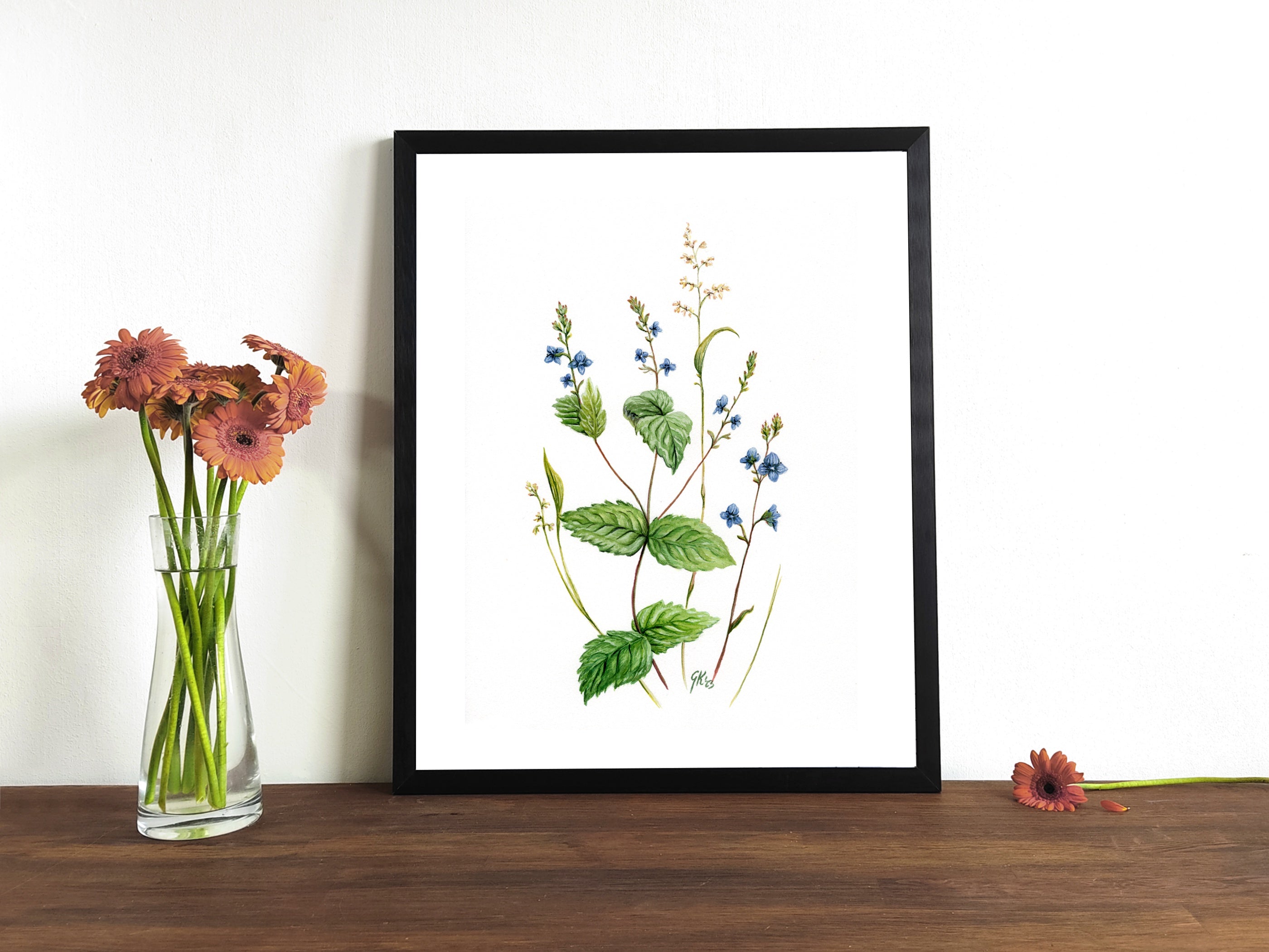 Ehrenpreis | Aquarell