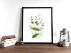 Ehrenpreis | Aquarell