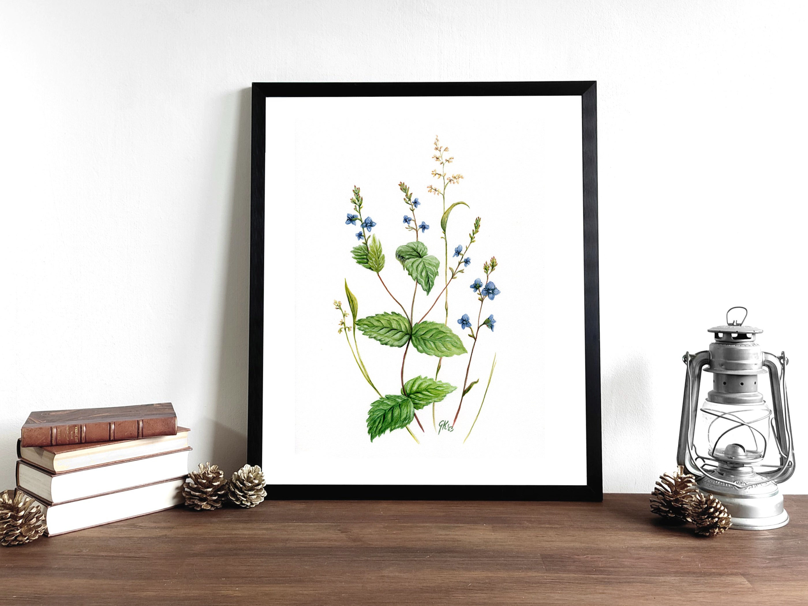 Ehrenpreis | Aquarell
