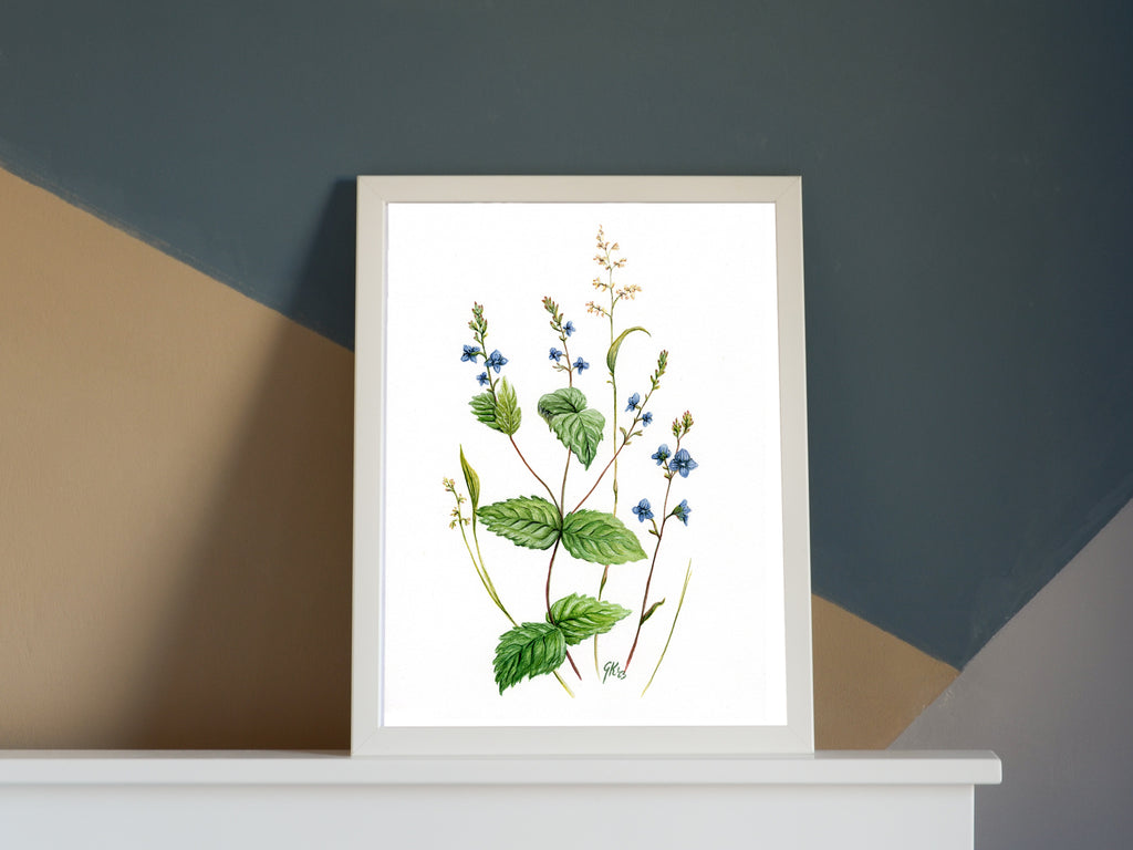Ehrenpreis | Aquarell