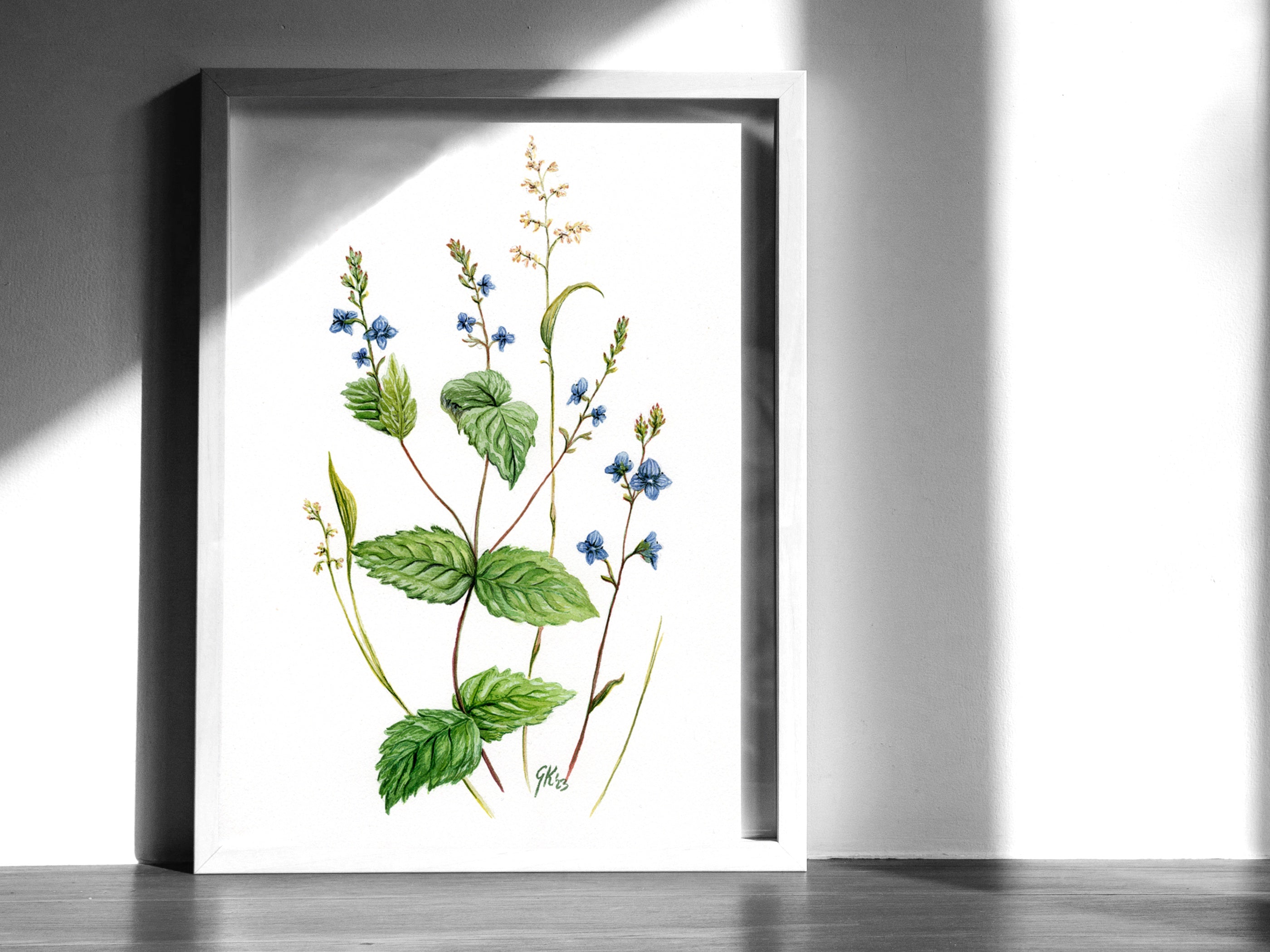 Ehrenpreis | Aquarell