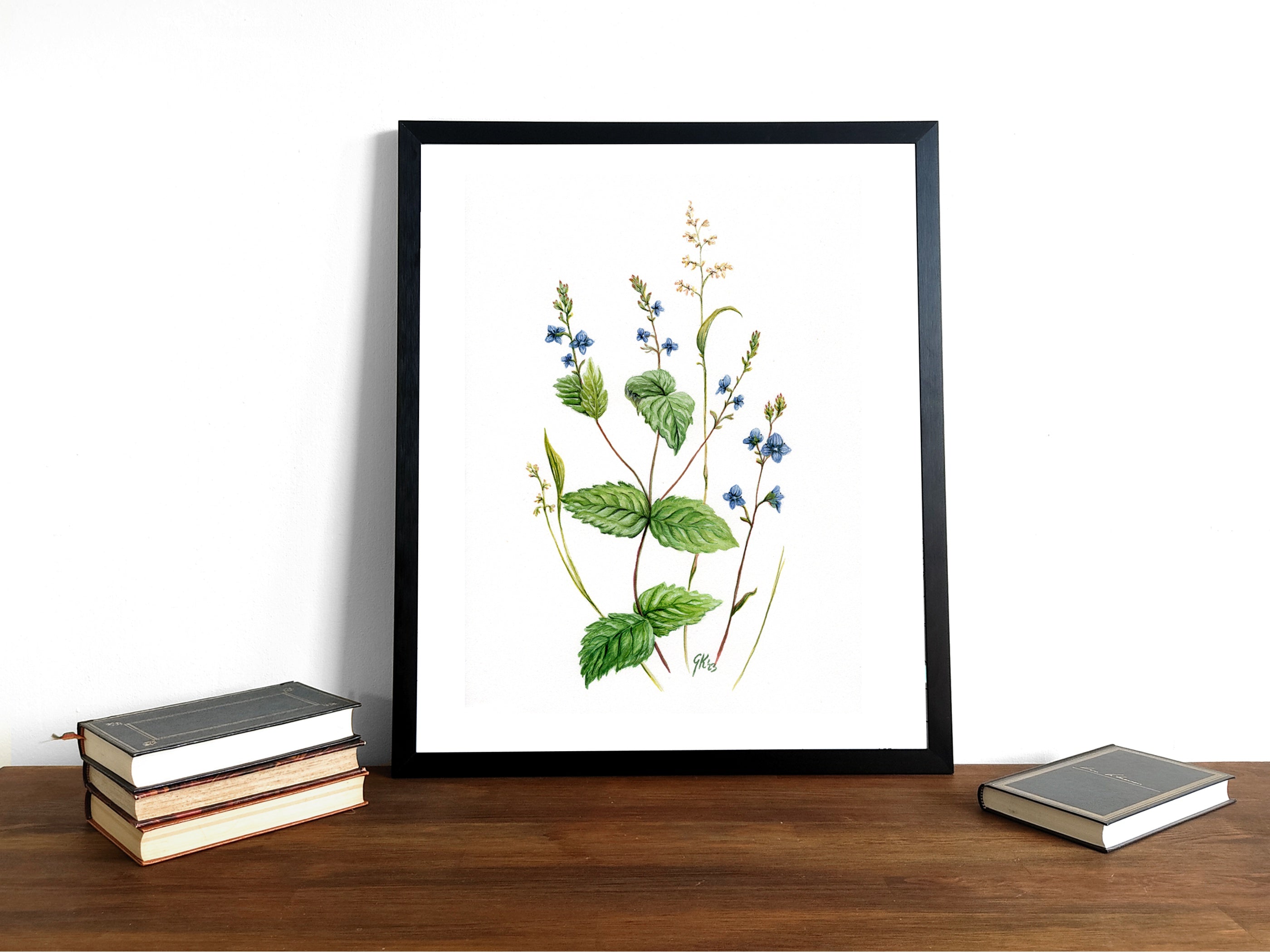 Ehrenpreis | Aquarell