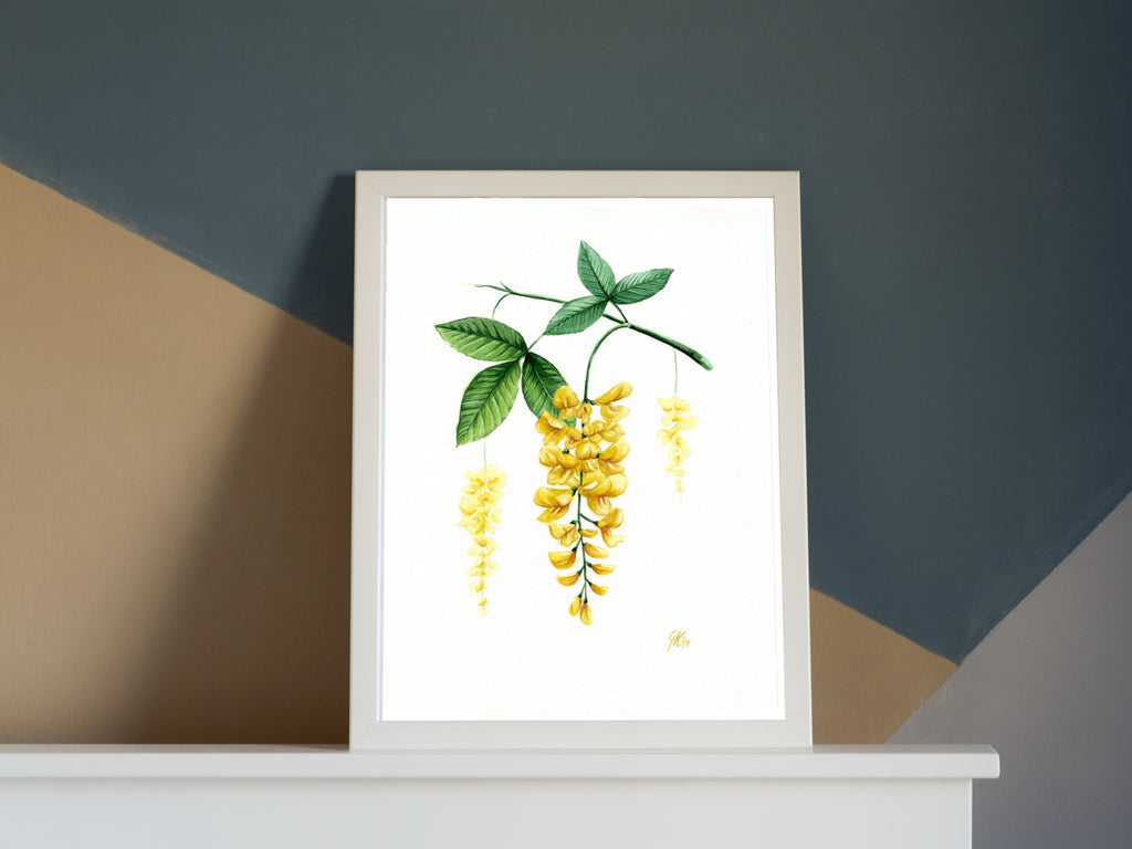Goldregen | Aquarell