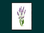 Lavendel | Aquarell