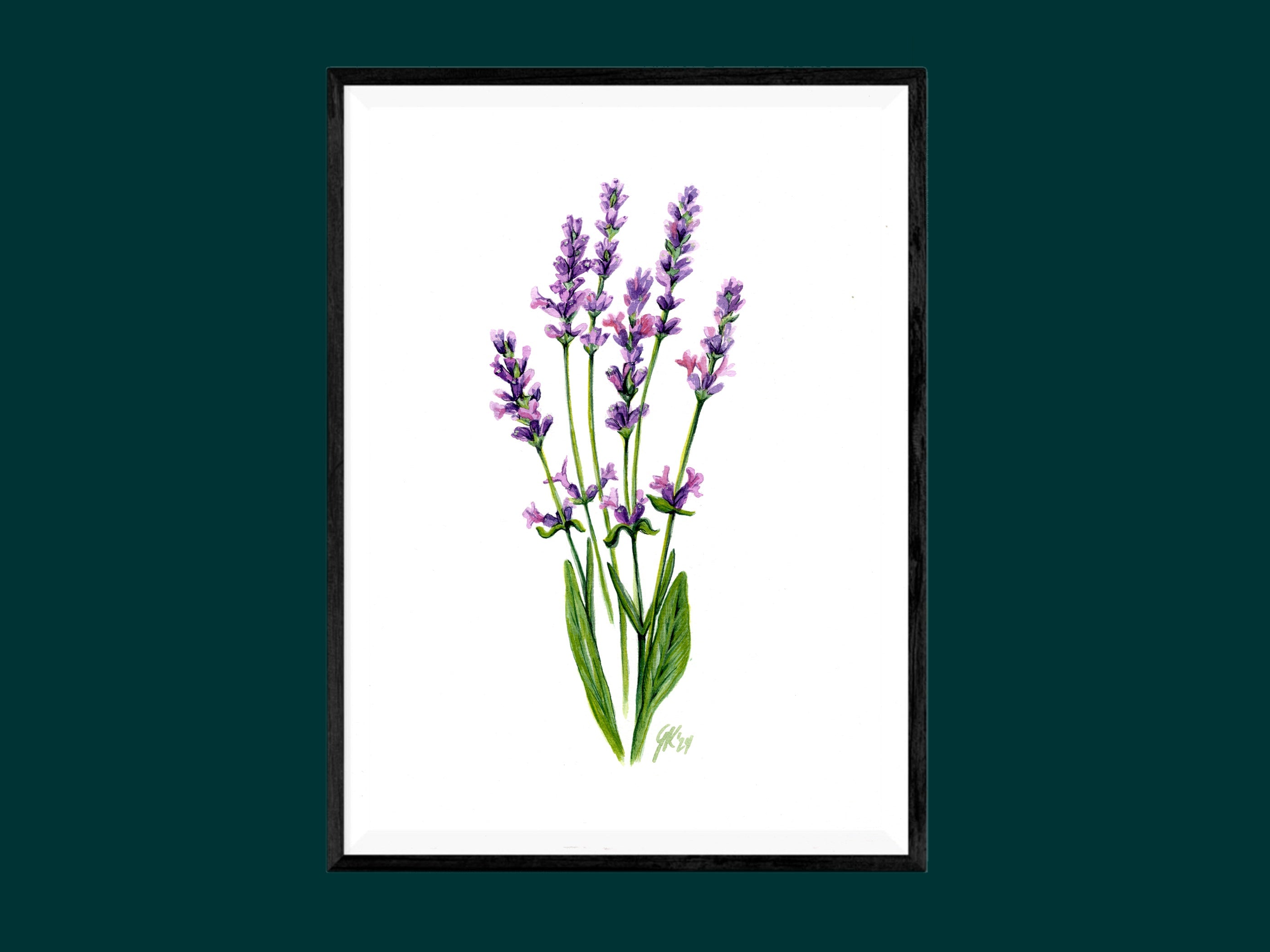 Lavendel | Aquarell