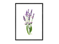 Lavendel | Aquarell
