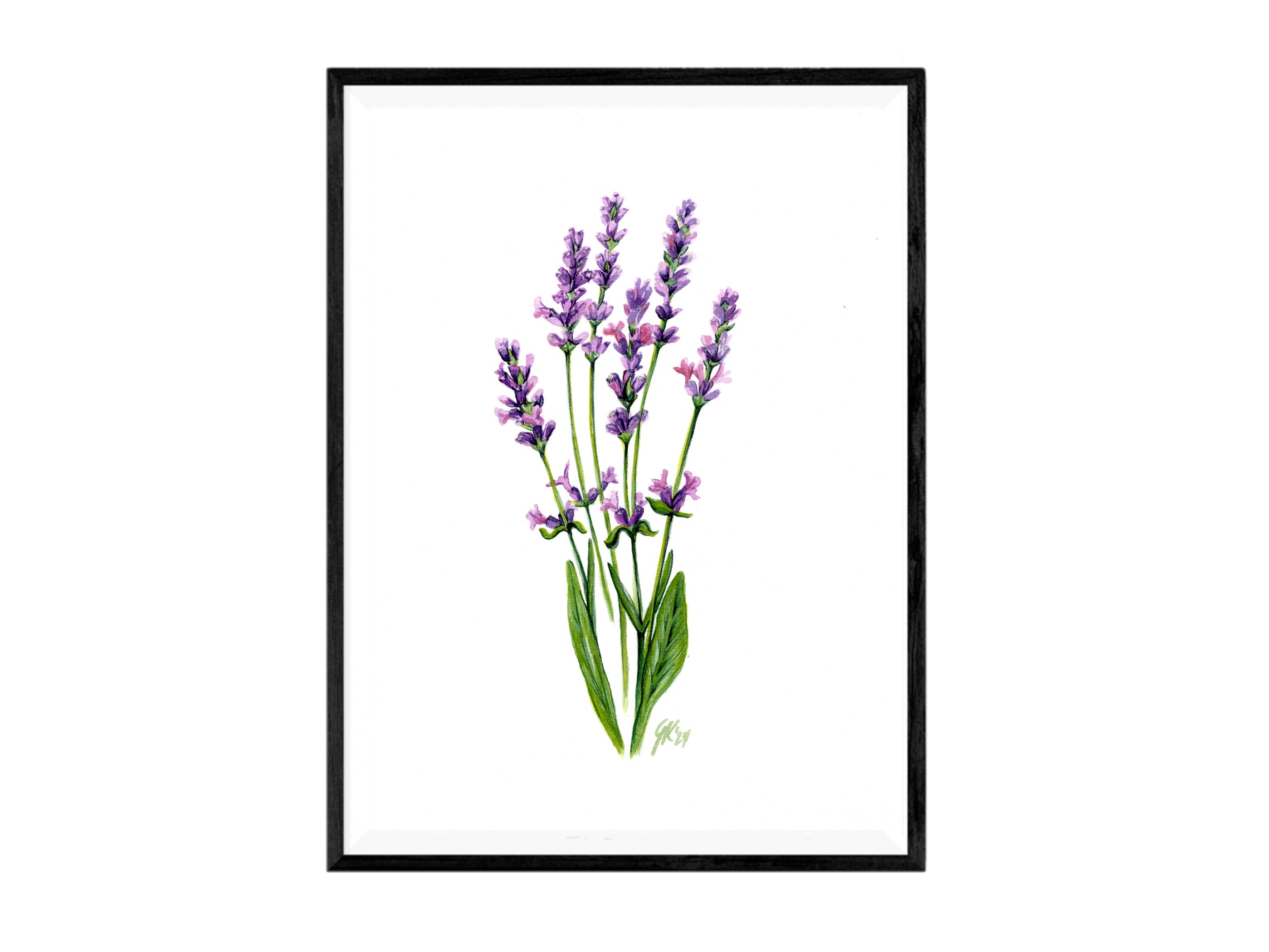 Lavendel | Aquarell