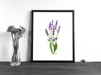 Lavendel | Aquarell