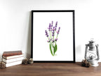 Lavendel | Aquarell