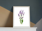 Lavendel | Aquarell