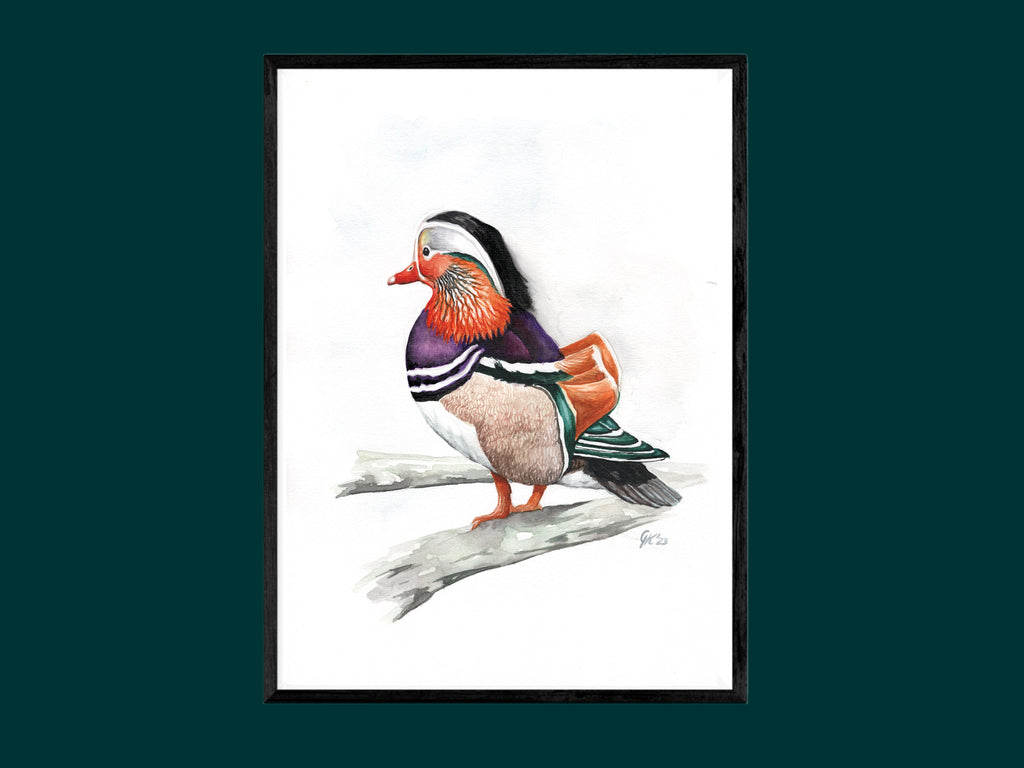 Mandarinente | Aquarell