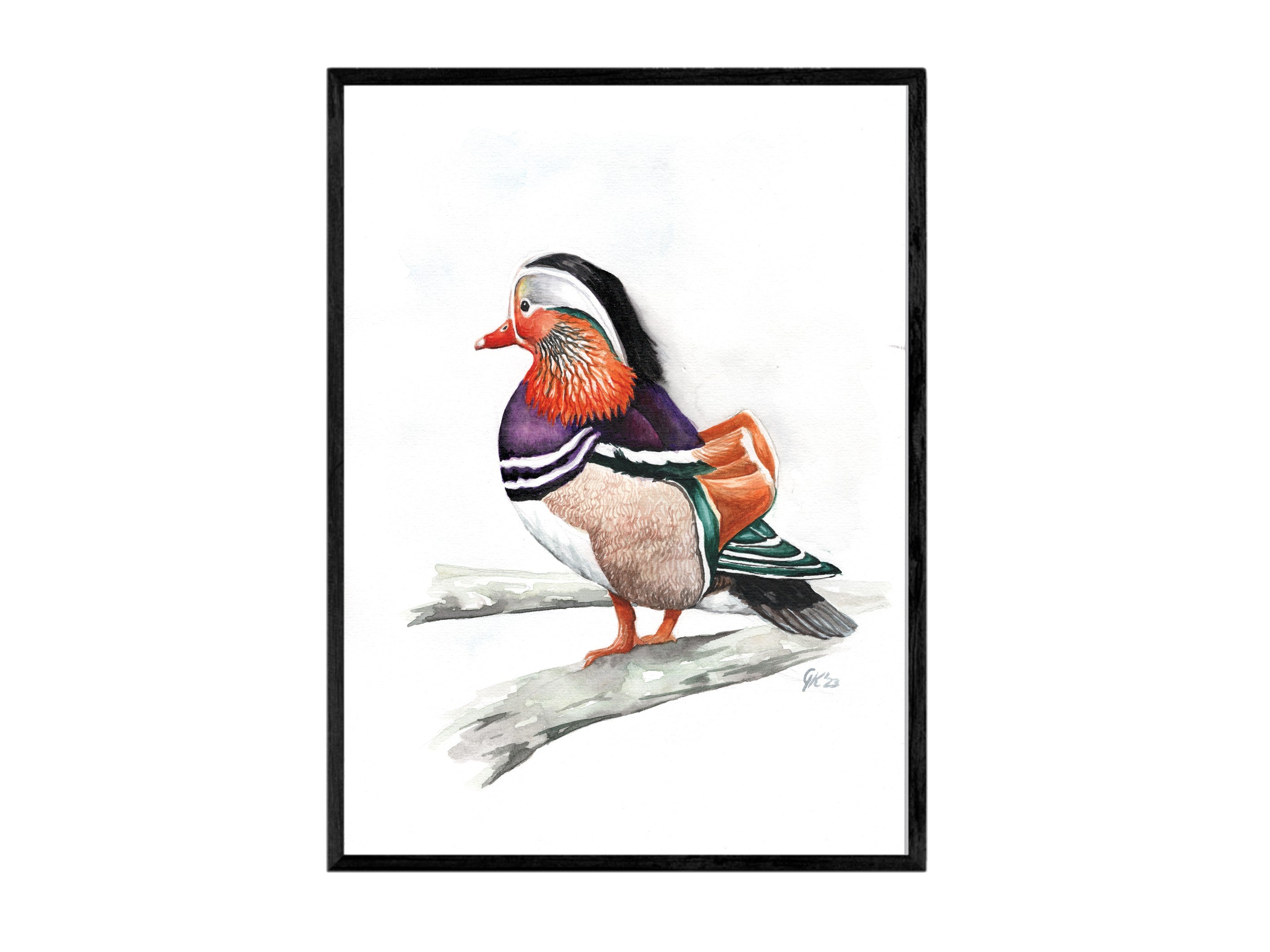 Mandarinente | Aquarell
