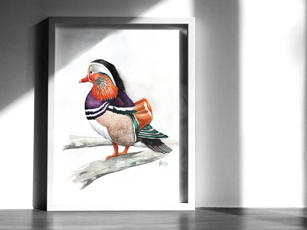 Mandarinente | Aquarell