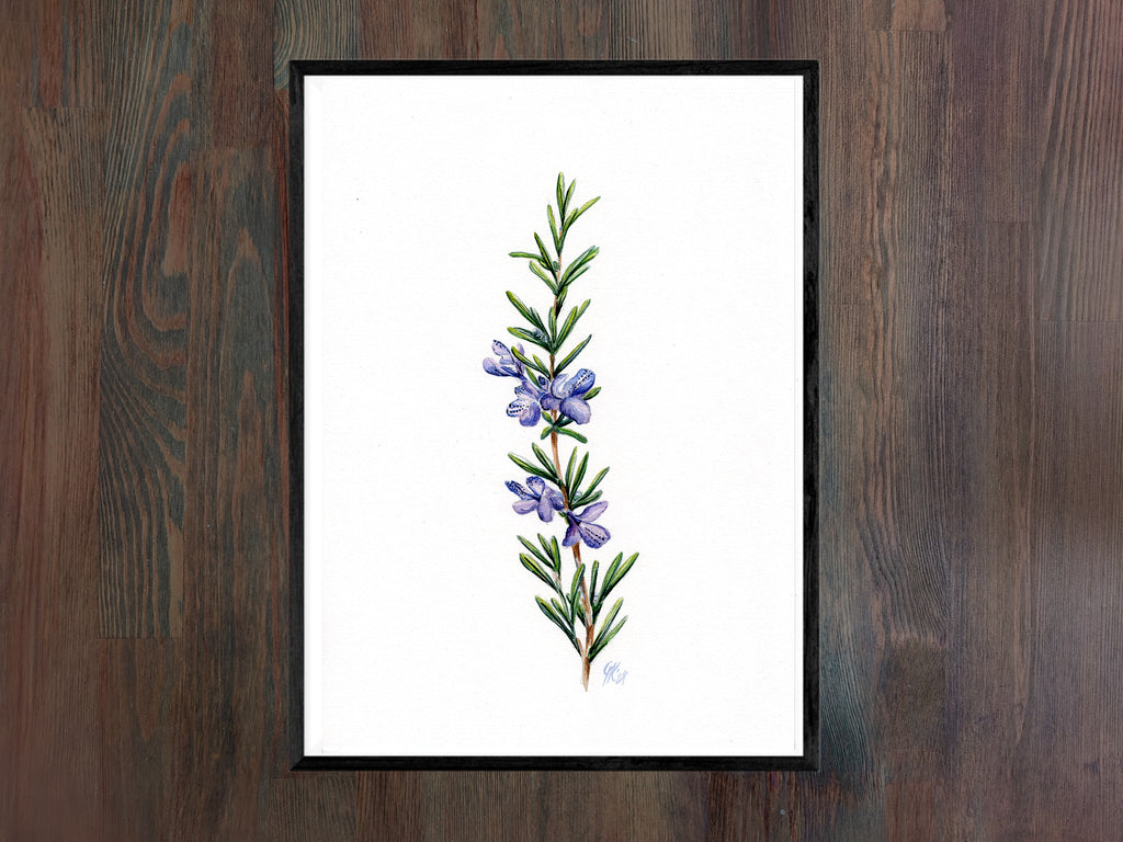 Rosmarin | Aquarell