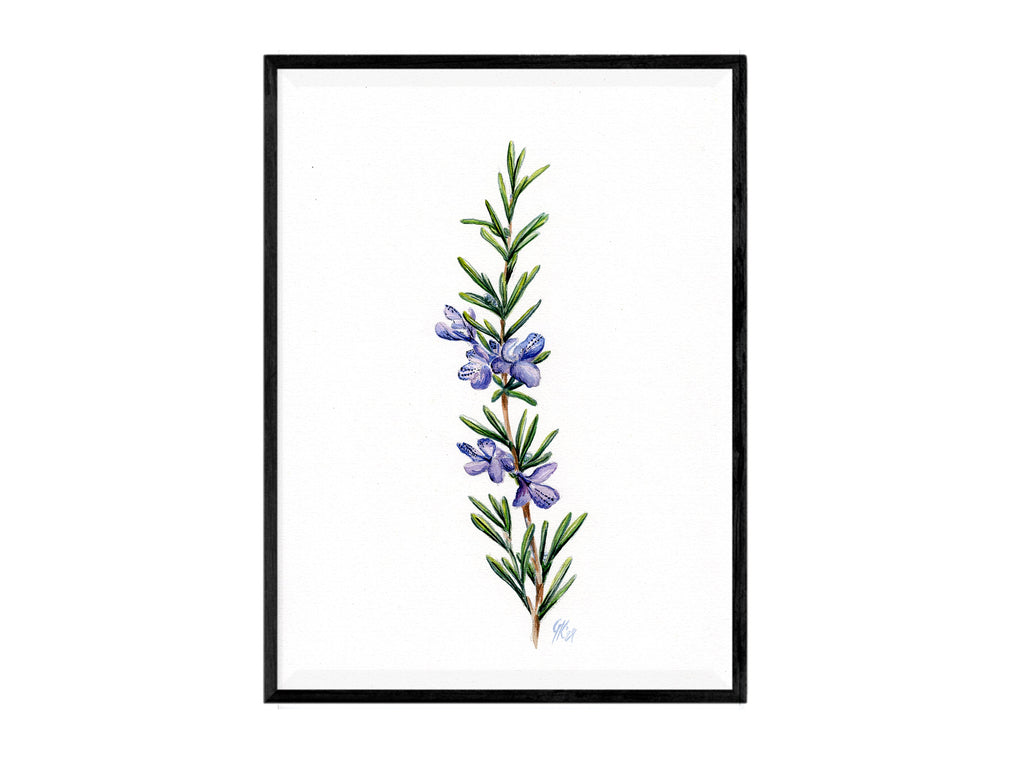 Rosmarin | Aquarell