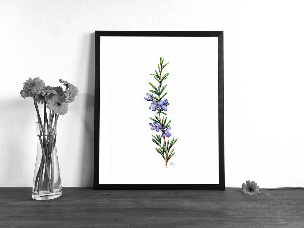 Rosmarin | Aquarell