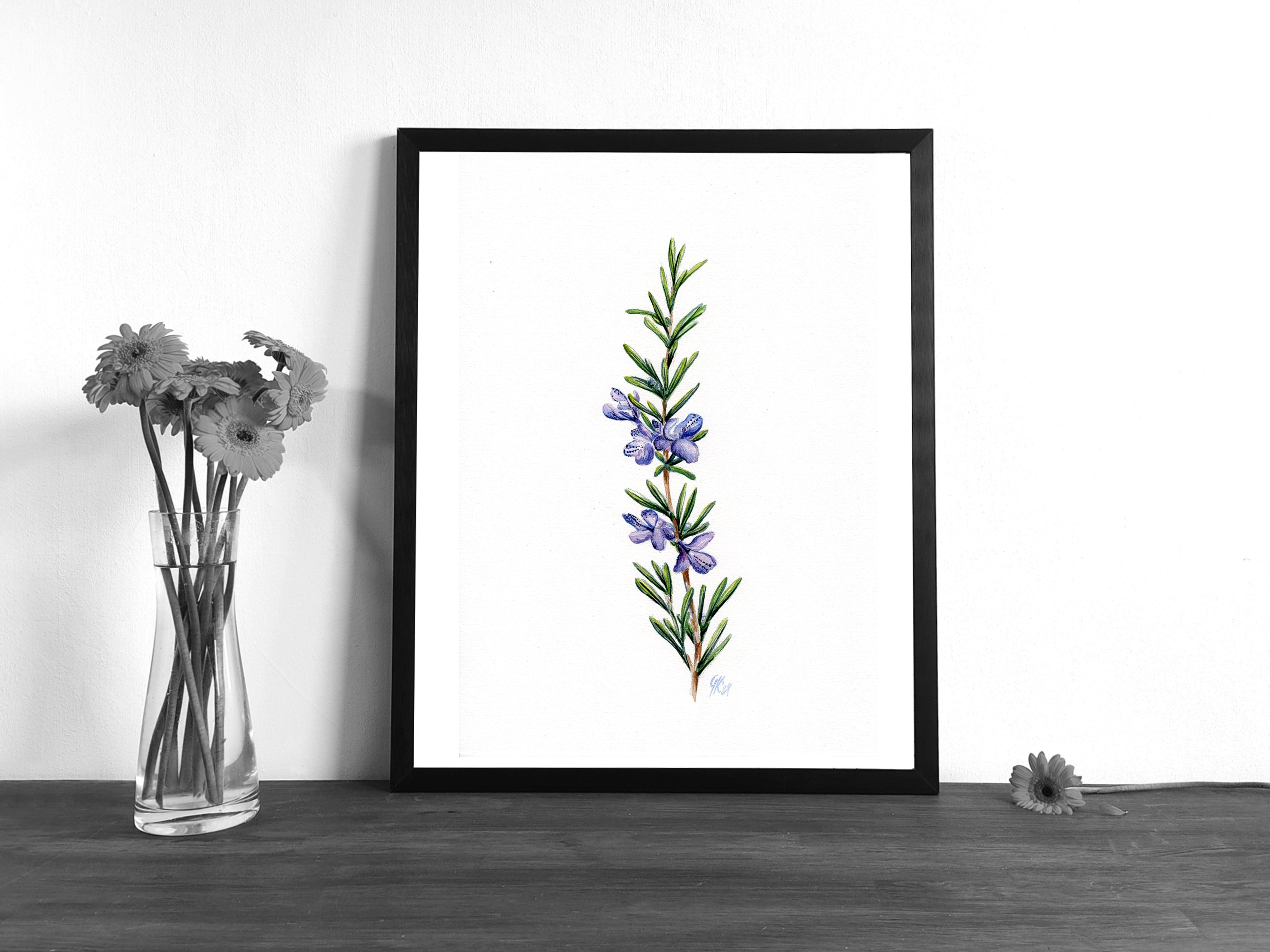 Rosmarin | Aquarell