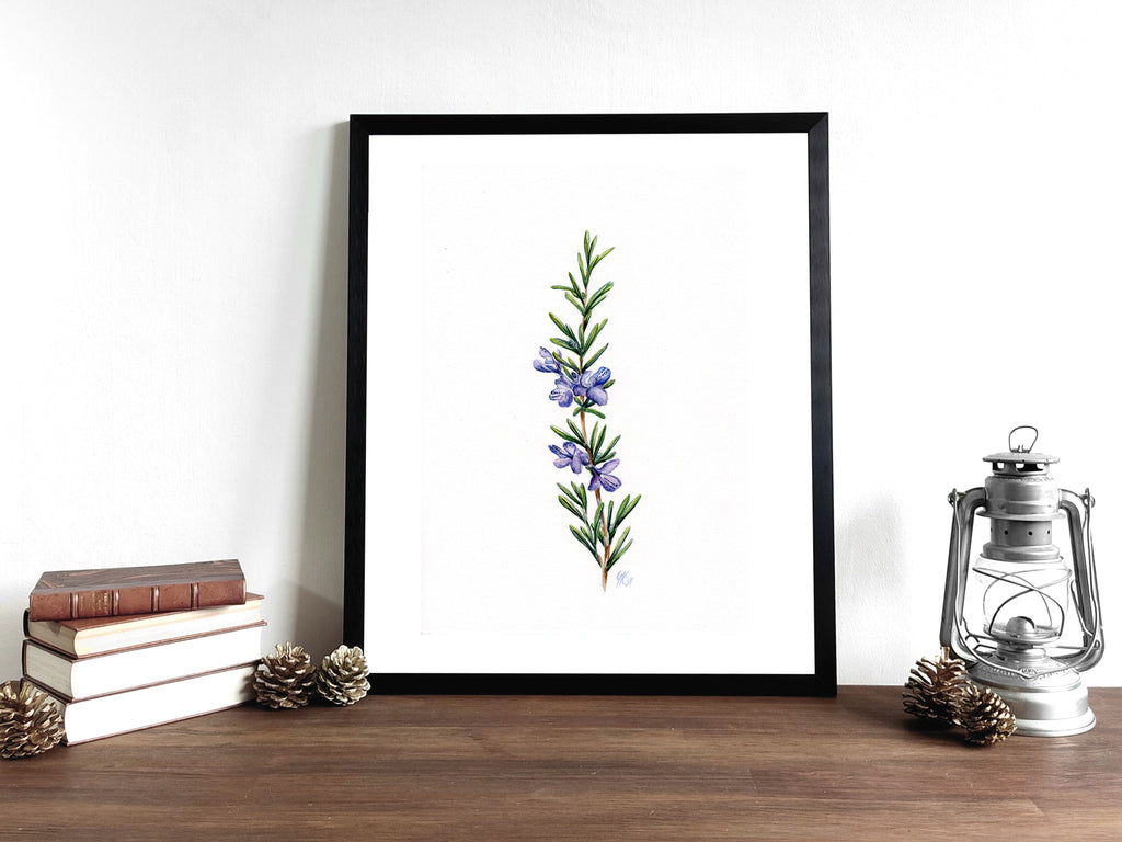 Rosmarin | Aquarell