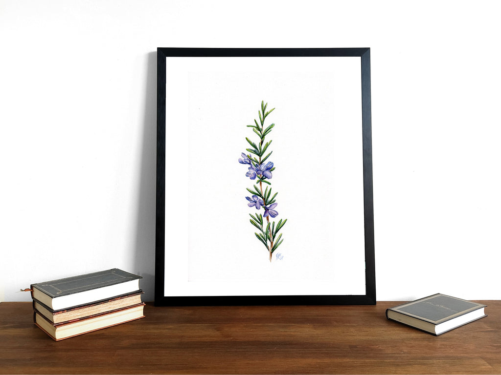 Rosmarin | Aquarell