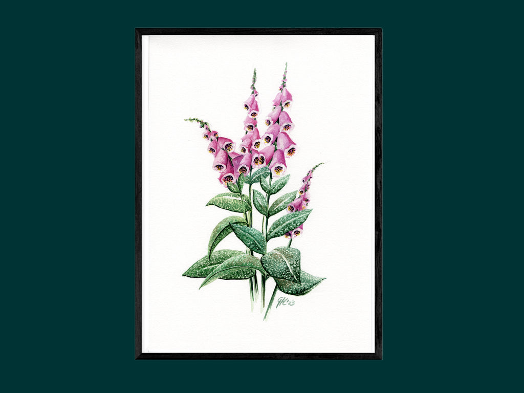 Roter Fingerhut | Aquarell